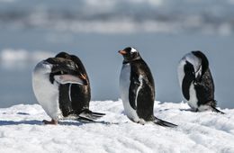  En el Día Mundial de los Pingüinos, ¿qué advierte su salud sobre el estado de los océanos? 